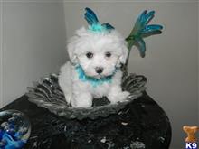 maltese puppy posted by Elegant Babies